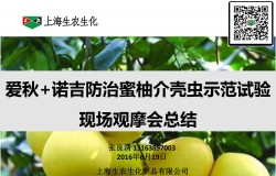 愛秋+諾吉防治蜜柚介殼蟲示范試驗(yàn)效果展示